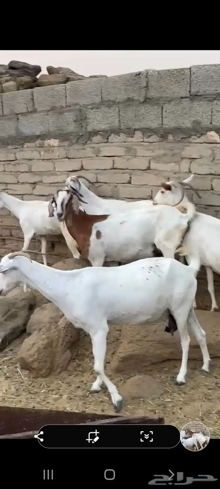 معزا مقاني 3