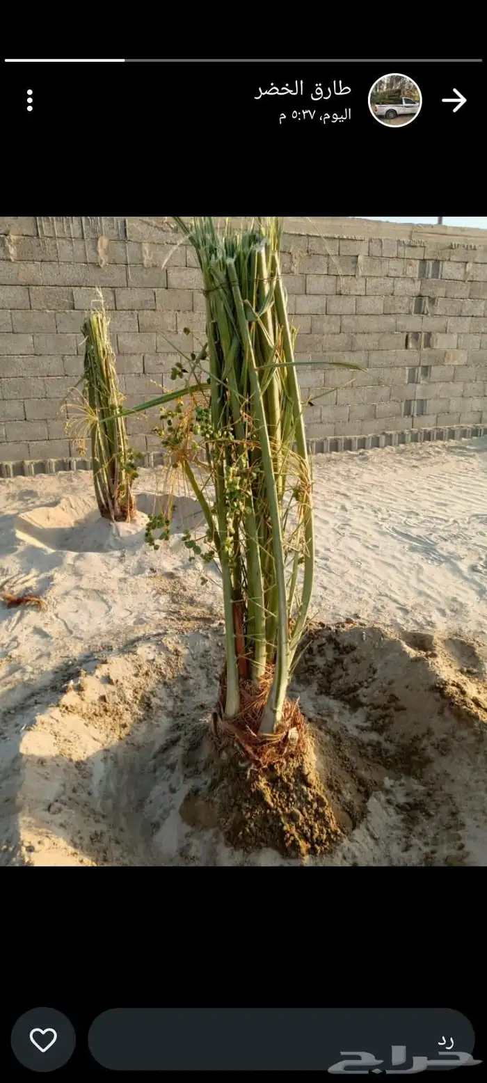 توريد نخل الطايف مكه والمدينه 5