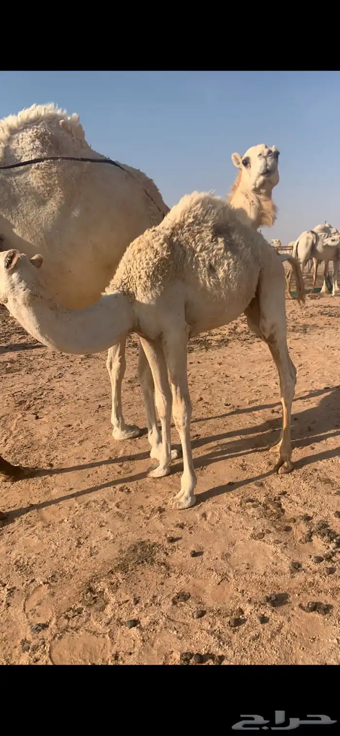 قعدان قصب 0