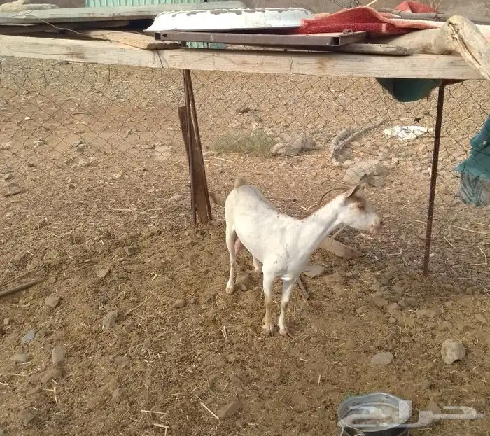 عنز للبيع 3