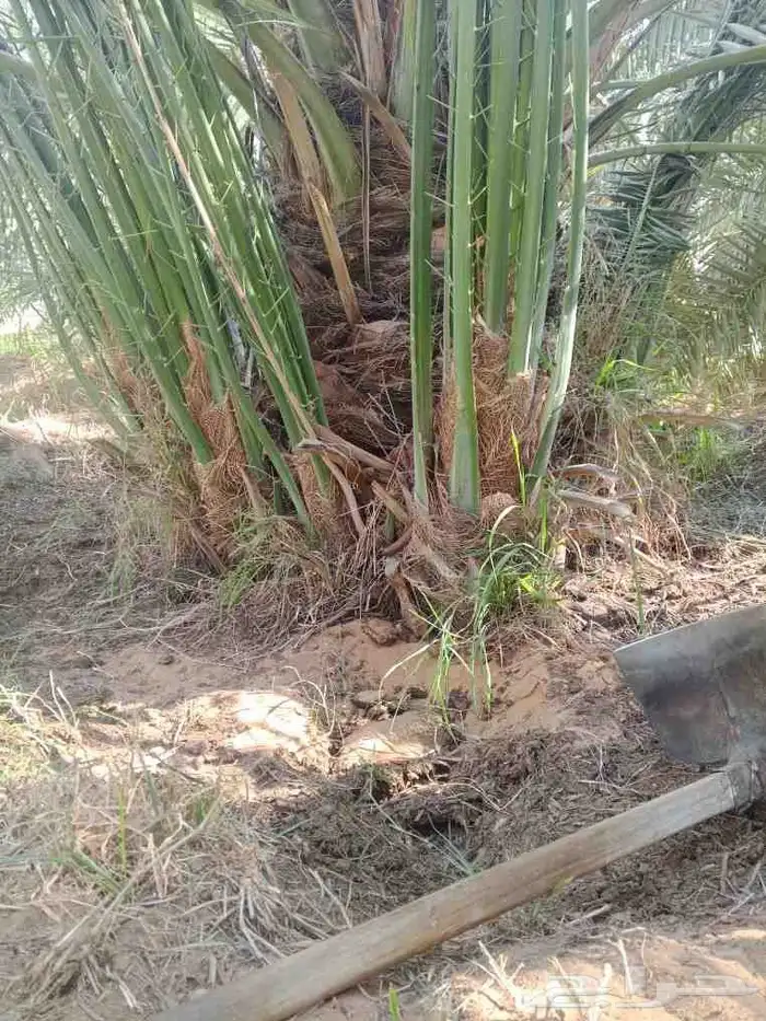 نخيل للبيع مع التوصيل 0