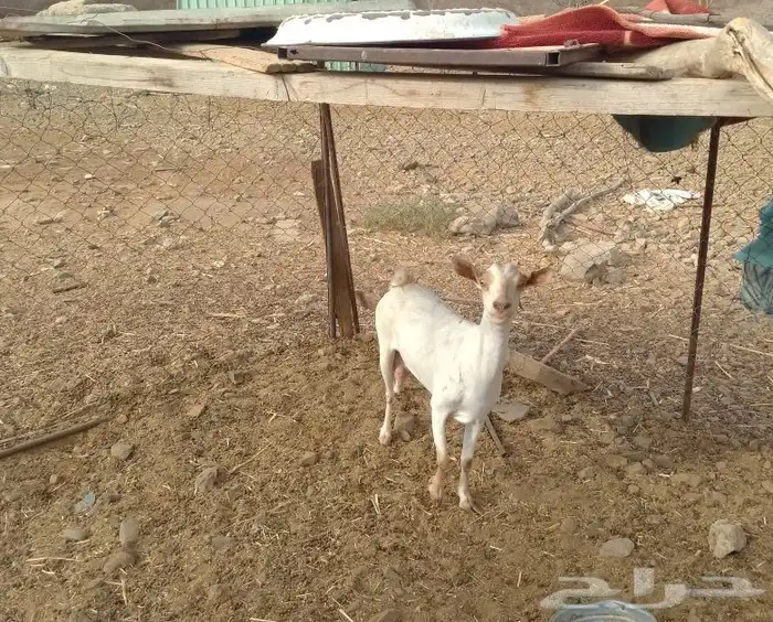 عنز للبيع 1