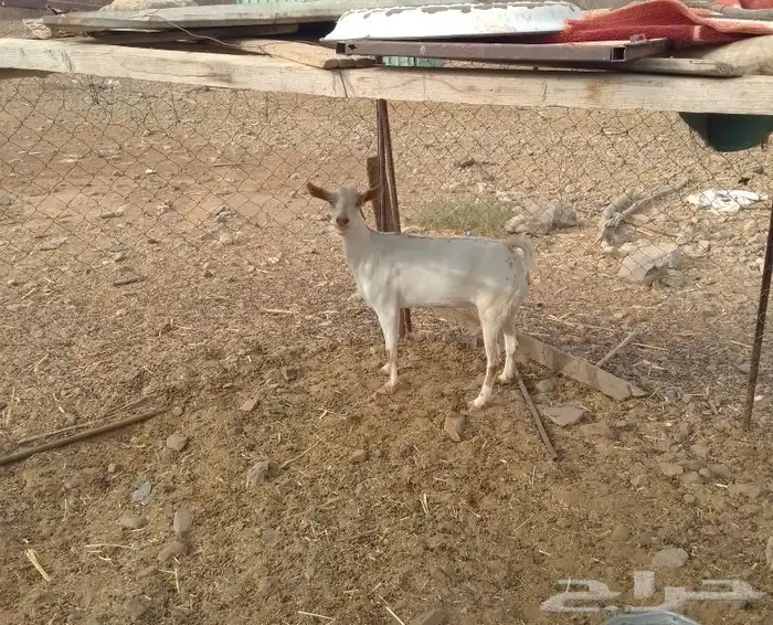 عنز للبيع 2