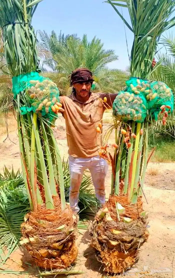 نخل نقايل جثايث هلالي شيشي رشودي نبوت نخيل صقعي سري سكري 0