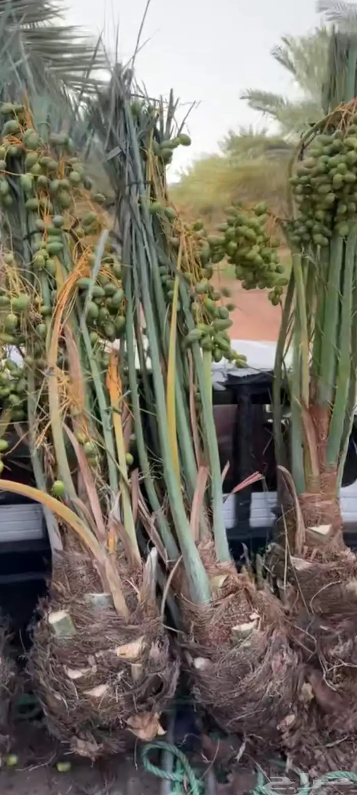 يوجد لدينا جميع انواع الأشجار التوصل علا 4