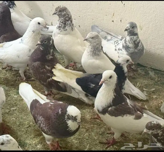 حمام زاجل 0