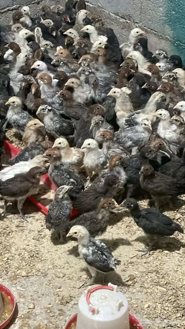 صيصان فيومي وديوك بلدي وبيض بلدي 1