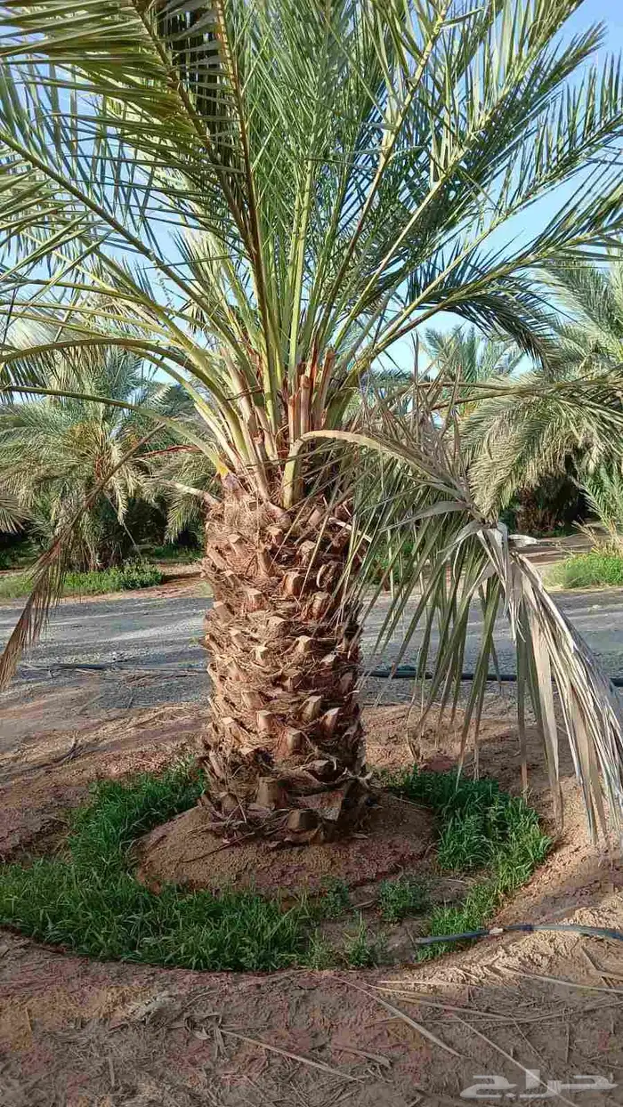 السلام عليكم يوجد الدينا نخل عربي جميع الأنواع 4