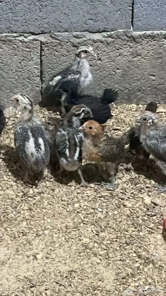 صيصان فيومي وديوك بلدي وبيض بلدي 0