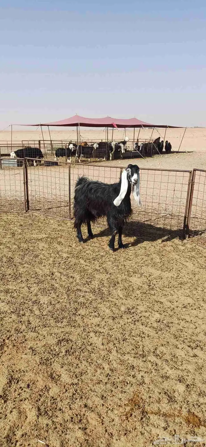 عنز عارضيه سديس للبيع 1
