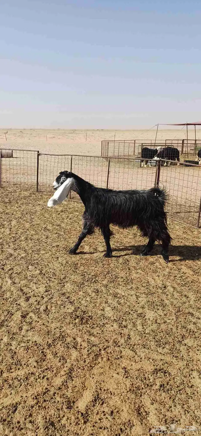 عنز عارضيه سديس للبيع 0