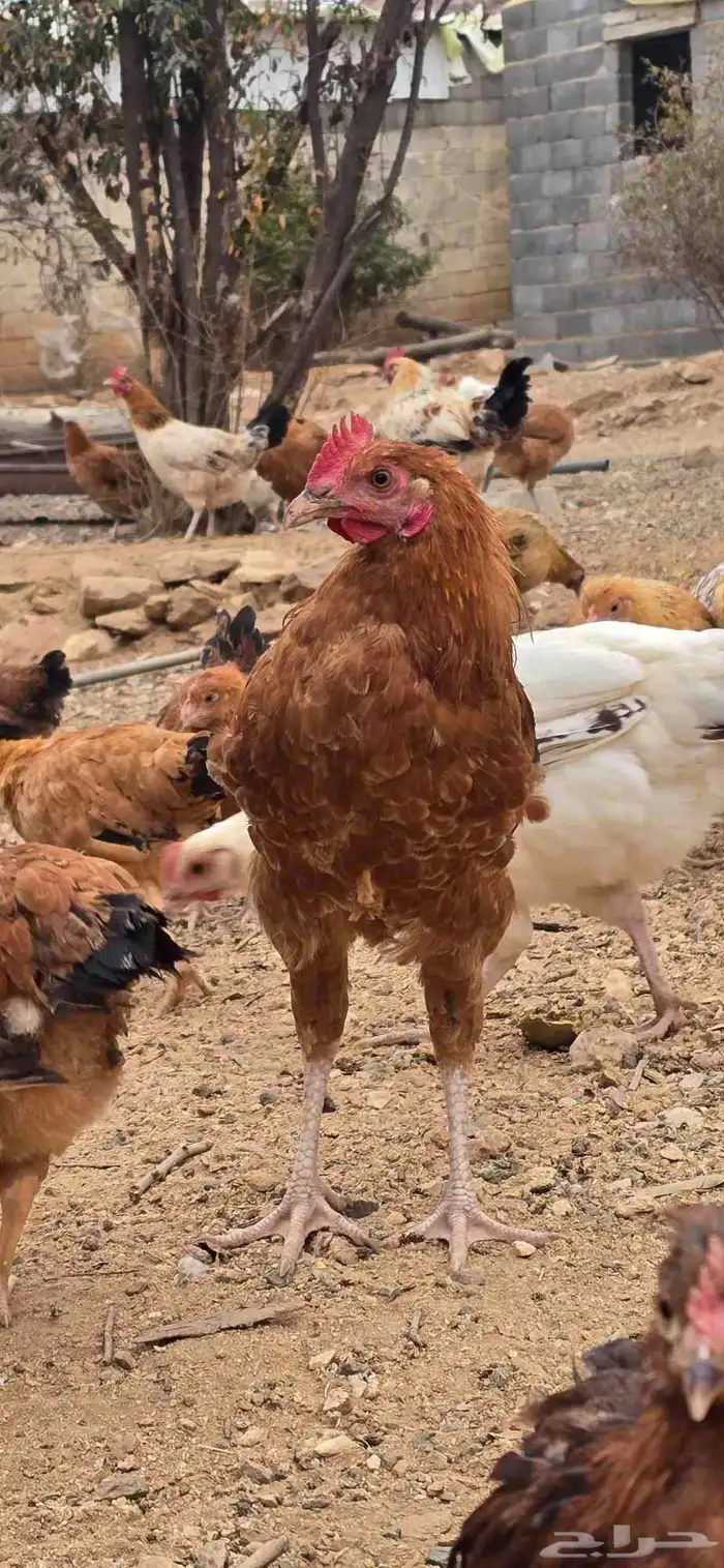 دجاج فرنسي كبير و صغير 1