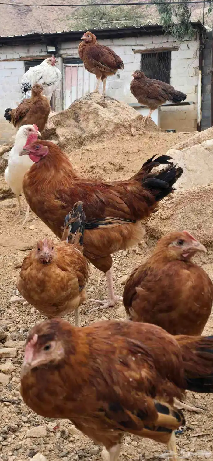دجاج فرنسي كبير و صغير 2