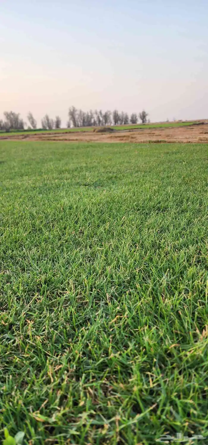 ثيل(نجيله) سي2000 درجه أولى خالي من الخلط 1