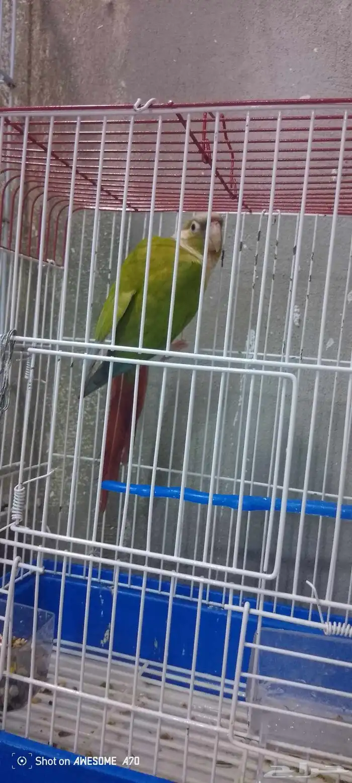 تم البيع   ذكر كنيور اناناس 1