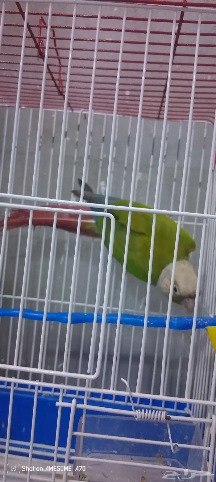 تم البيع   ذكر كنيور اناناس 0