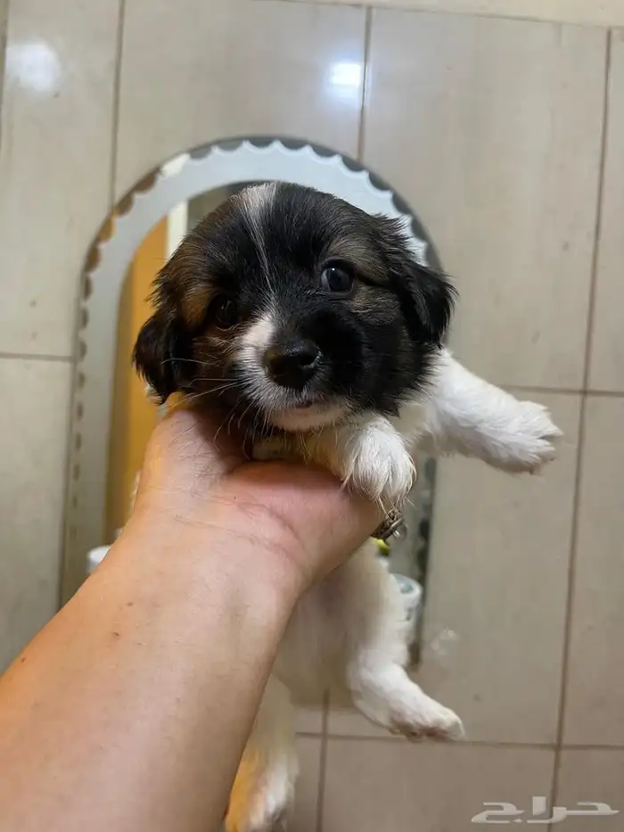 Maltese puppies for sale 3