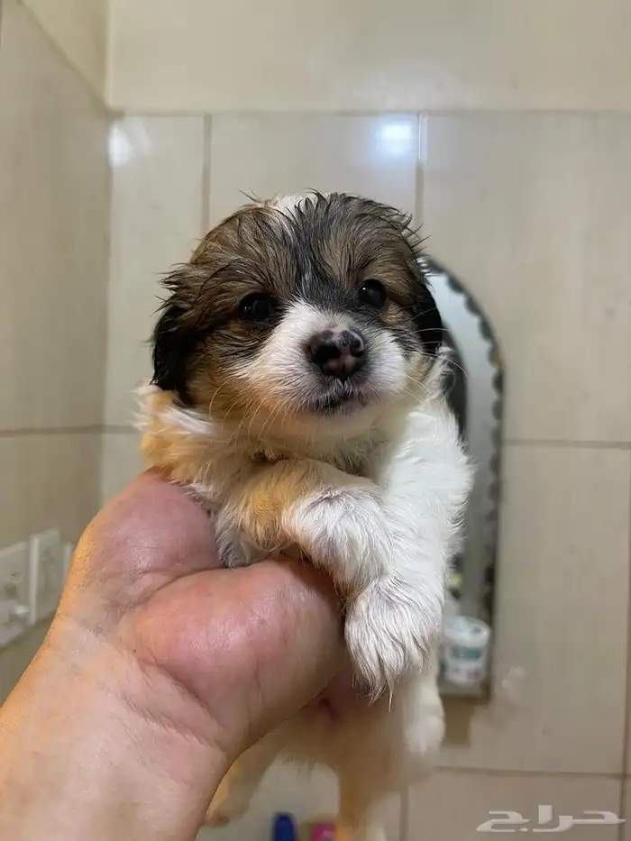 Maltese puppies for sale 4