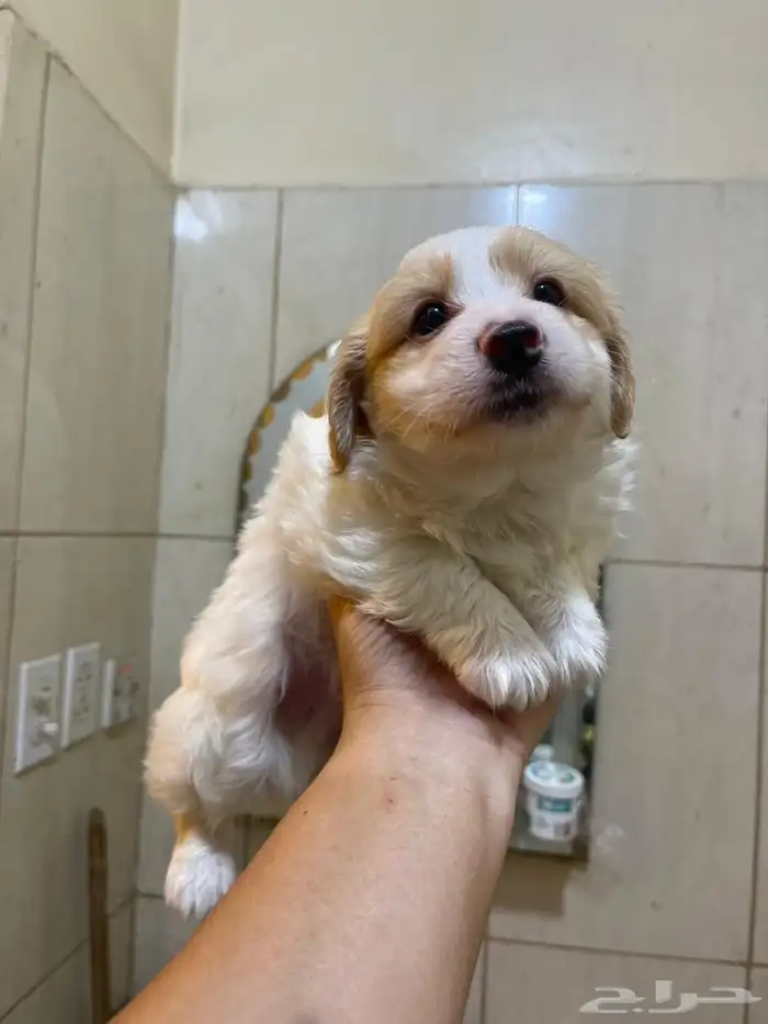 Maltese puppies for sale 6