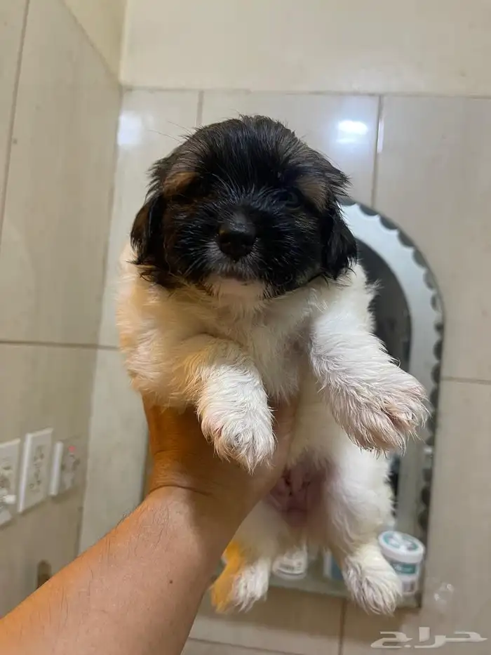 Maltese puppies for sale 5