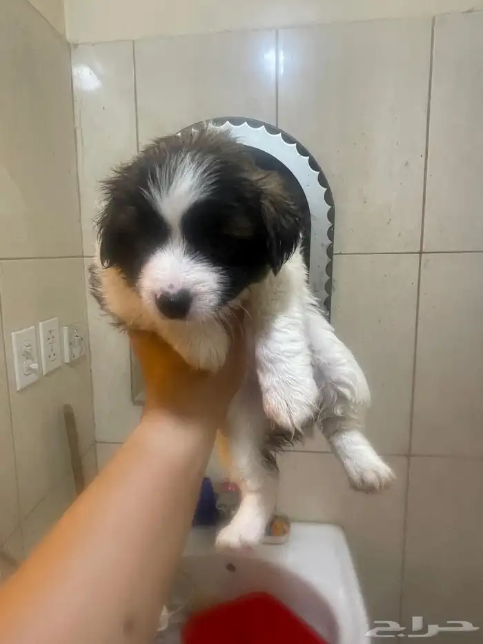 Maltese puppies for sale 1