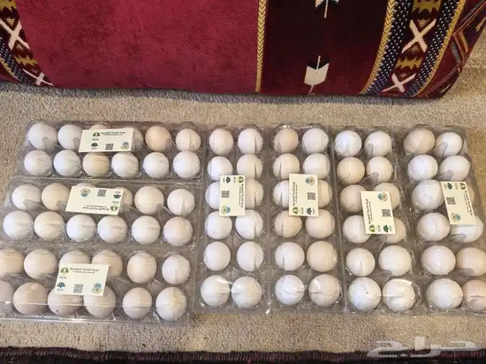 بيض بلدي انتاج مزرعة السراة العضوية 1