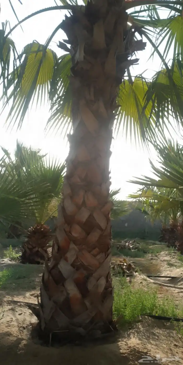 ابوياسين لبيع جميع انواع النخيل البلدي والواشنطن والفسيل 1
