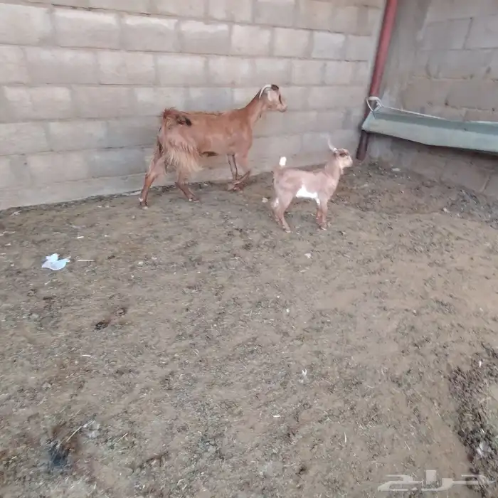 عنز جنوبيه حدرها تيس سن جذعه عمر ولدها شهر ديد سلم حلب وفر 1