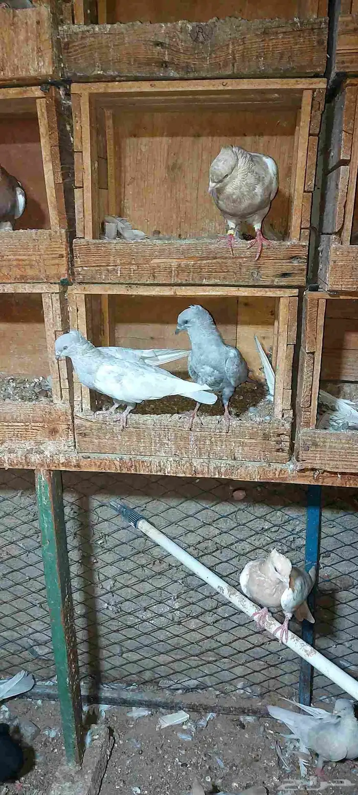 حمام إيراني جميع الأوان 5