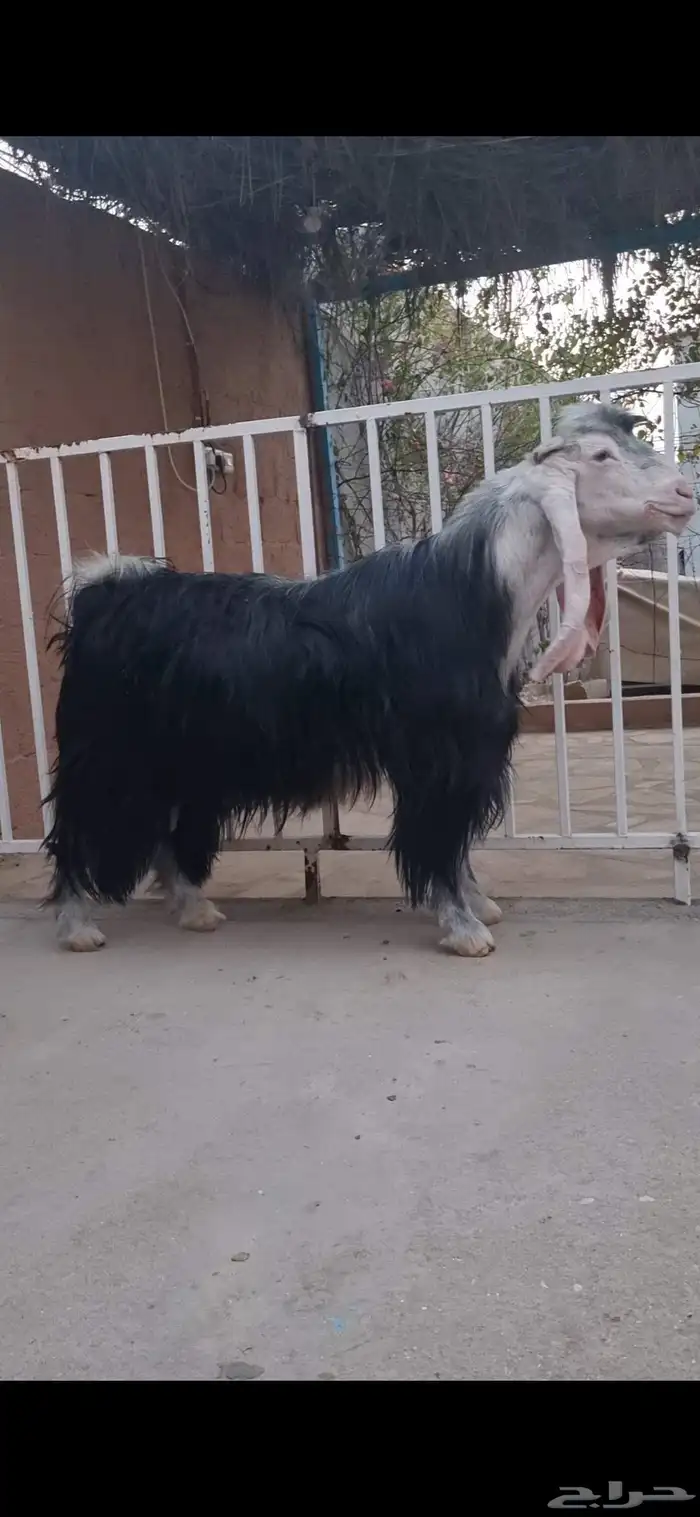 تيس منتج 0