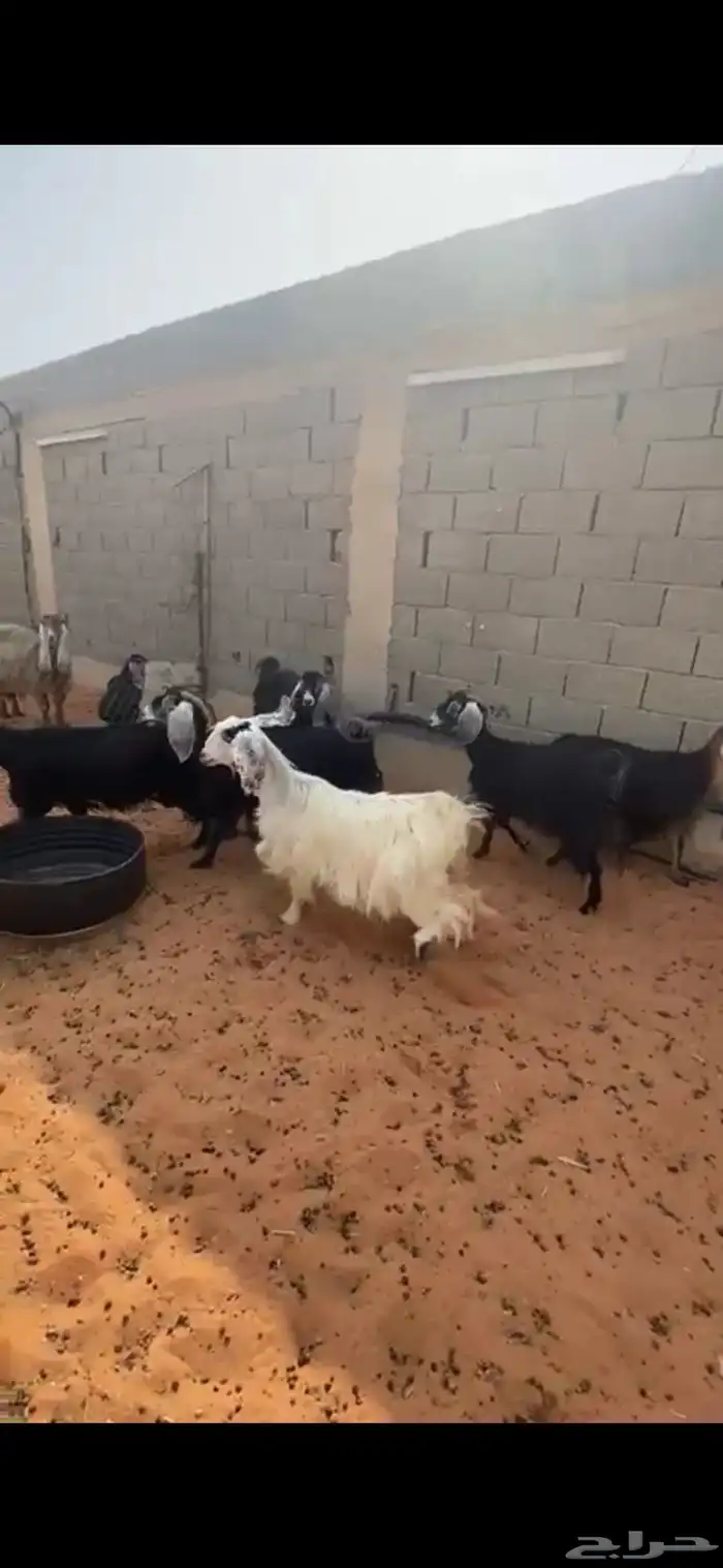 معزاء للبيع 0
