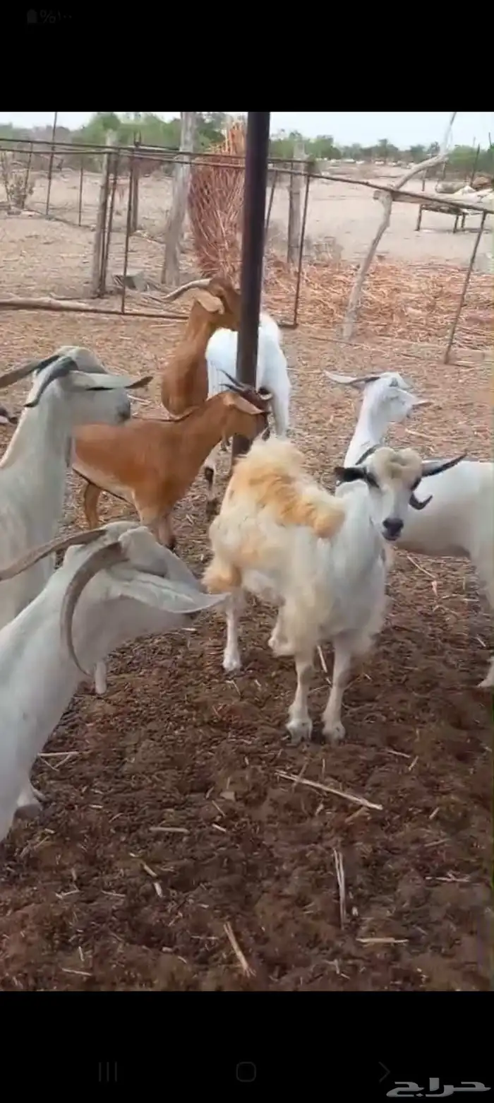 عدد سته غنم بيشيات جرم و طول والغنم كلها دفيع ل البيع 0