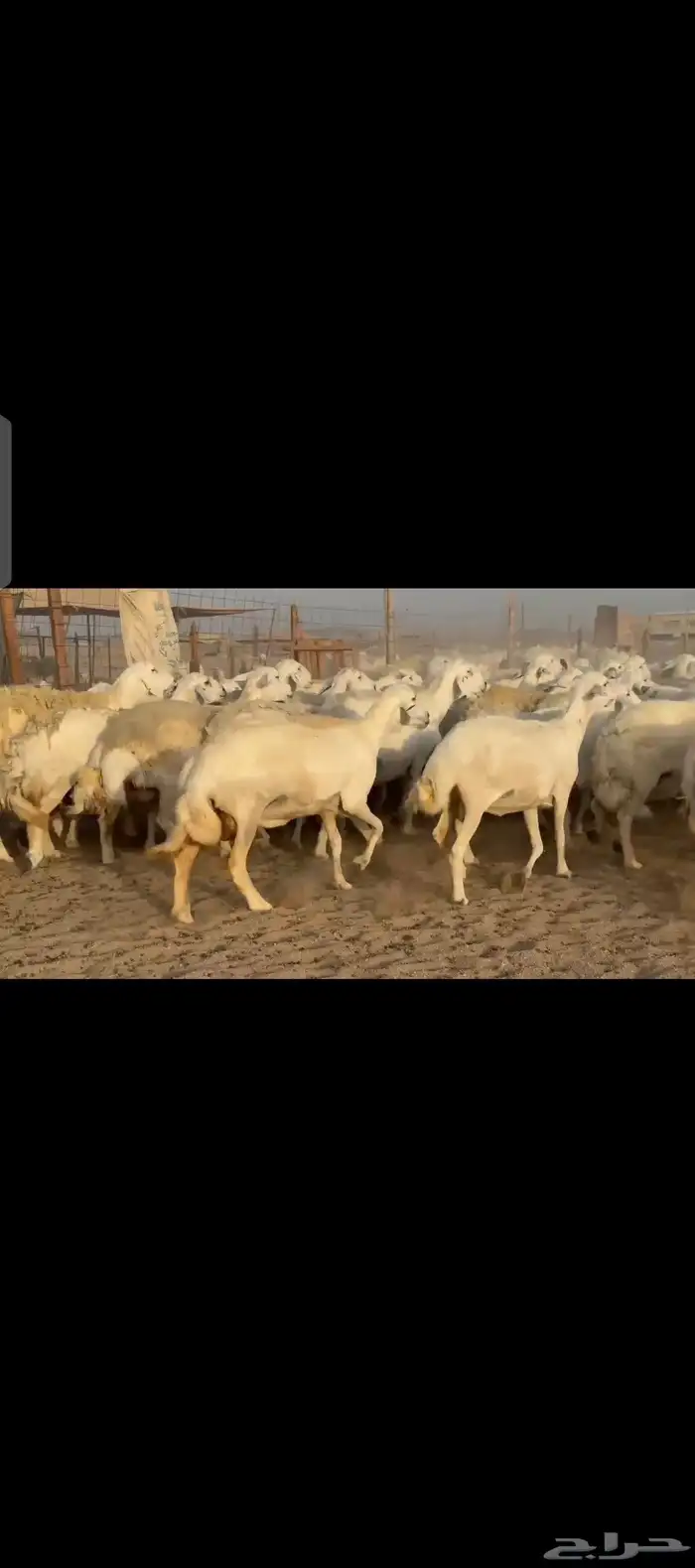 غنم حريات دفيع مفاصيل شرط 0
