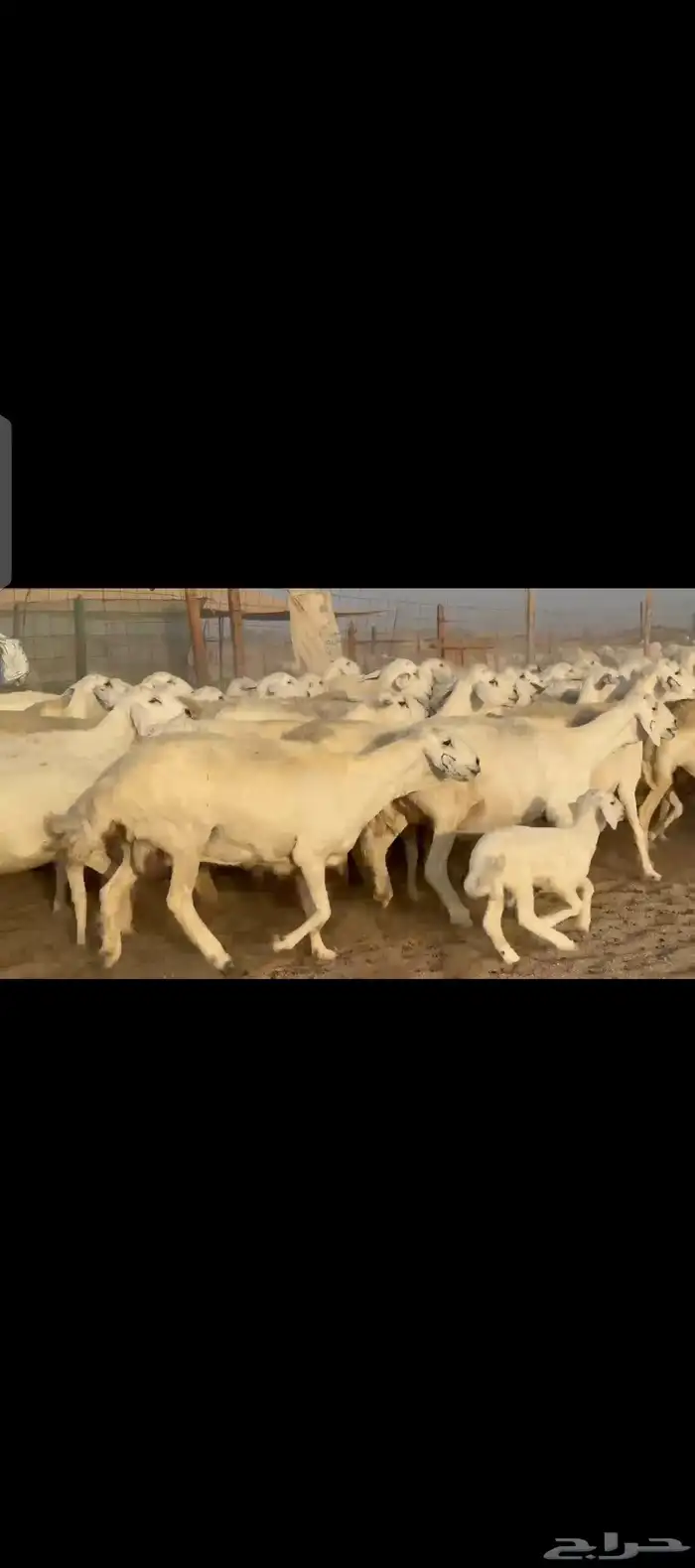 غنم حريات دفيع مفاصيل شرط 5
