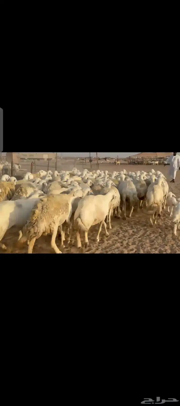 غنم حريات دفيع مفاصيل شرط 2