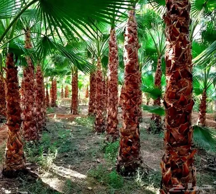 نخل واشنطني زينه ملكي للبيع ابو مروحه واشنطنيا طيب نخل مثمر 4
