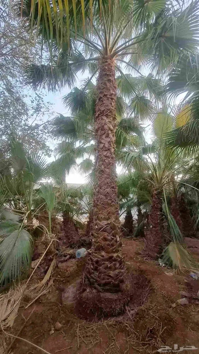 نخل واشنطونيا واشنطن ونخل بلدي 4