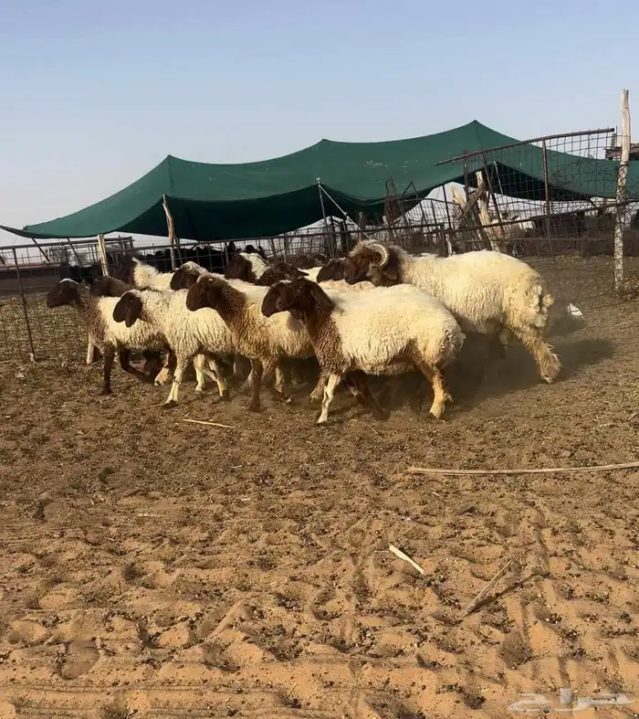 رخال نعيم فاخره 0