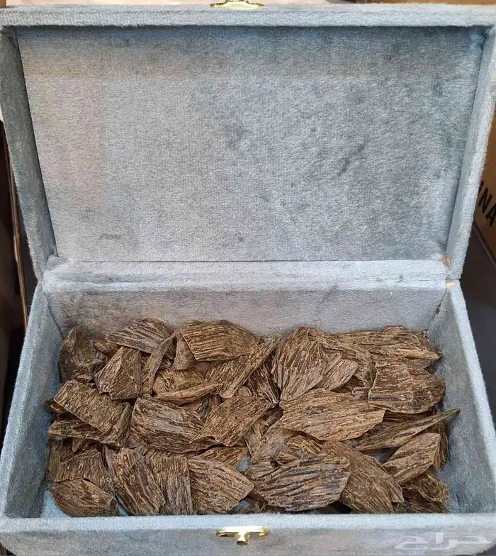 العود الأزرق 0