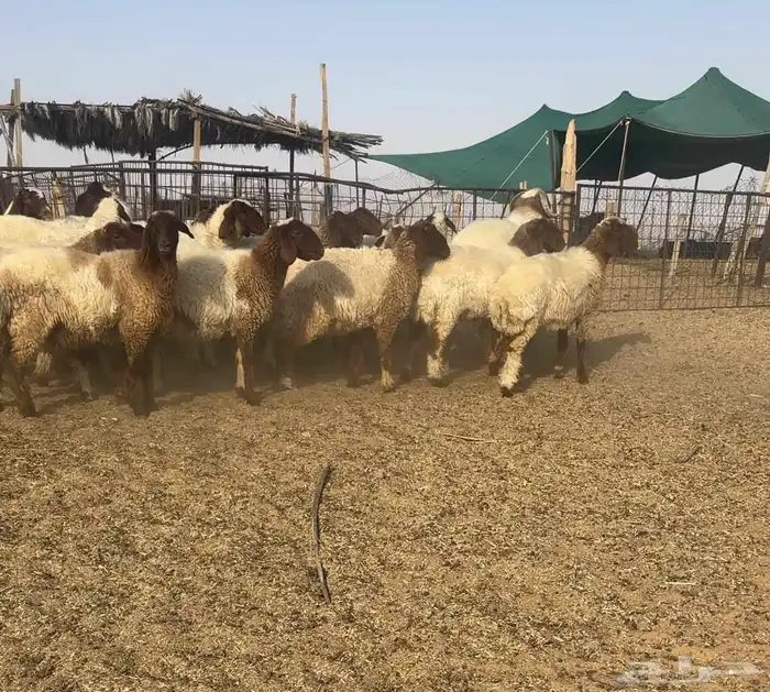 رخال نعيم فاخره 2