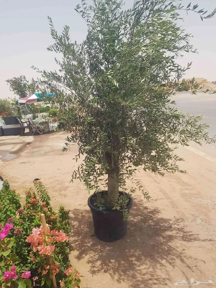 مشتل تنسيق حدائق 15