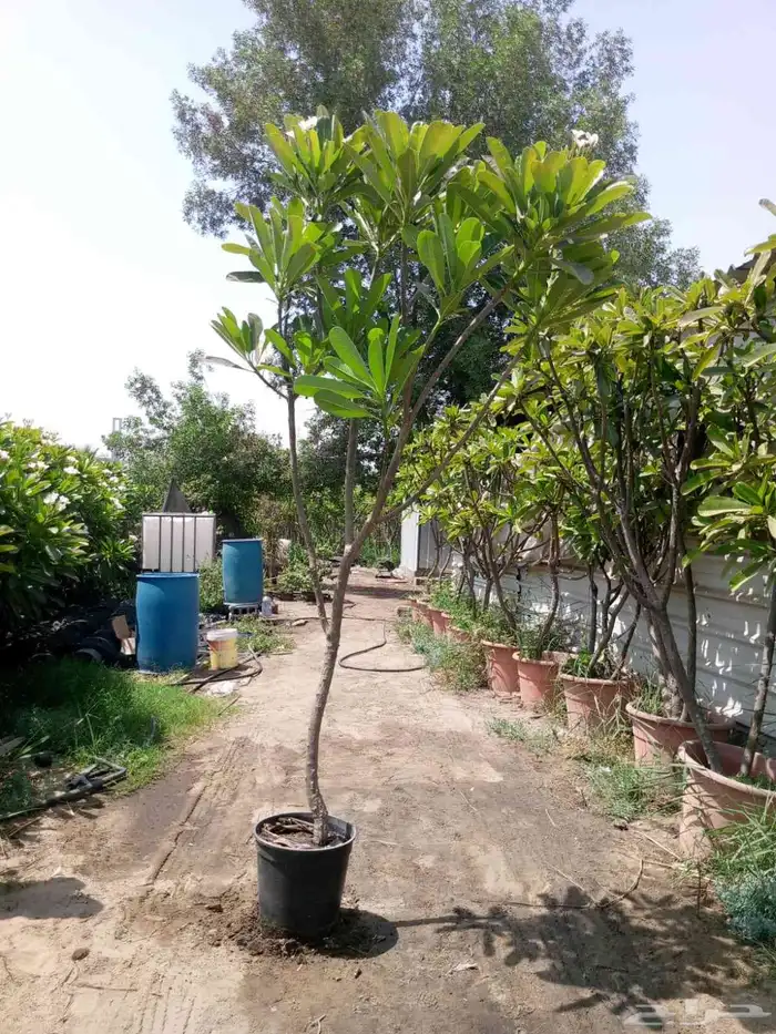 مشتل تنسيق حدائق 2