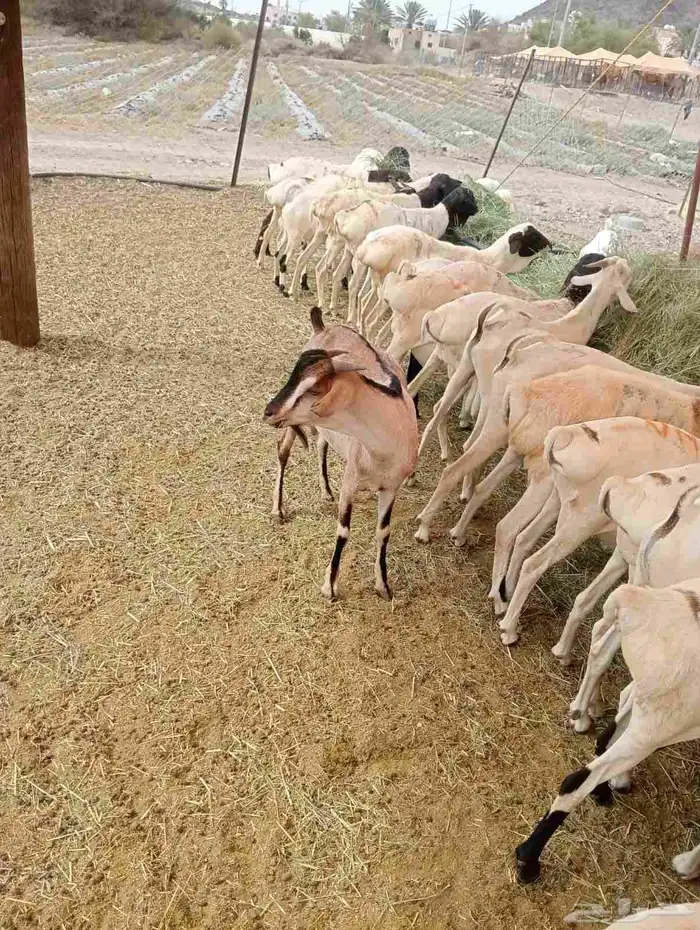 حساب مكه جده الباحه الخميس تبوك 13