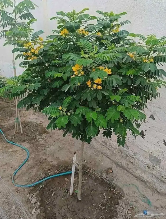 تنسيق حدائق و النباتات والأشجار 6