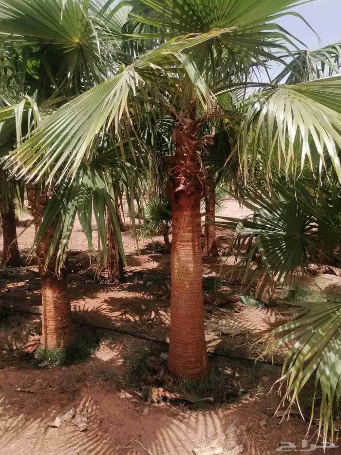 نخل واشنطني جميع المقاسات تواصل 0