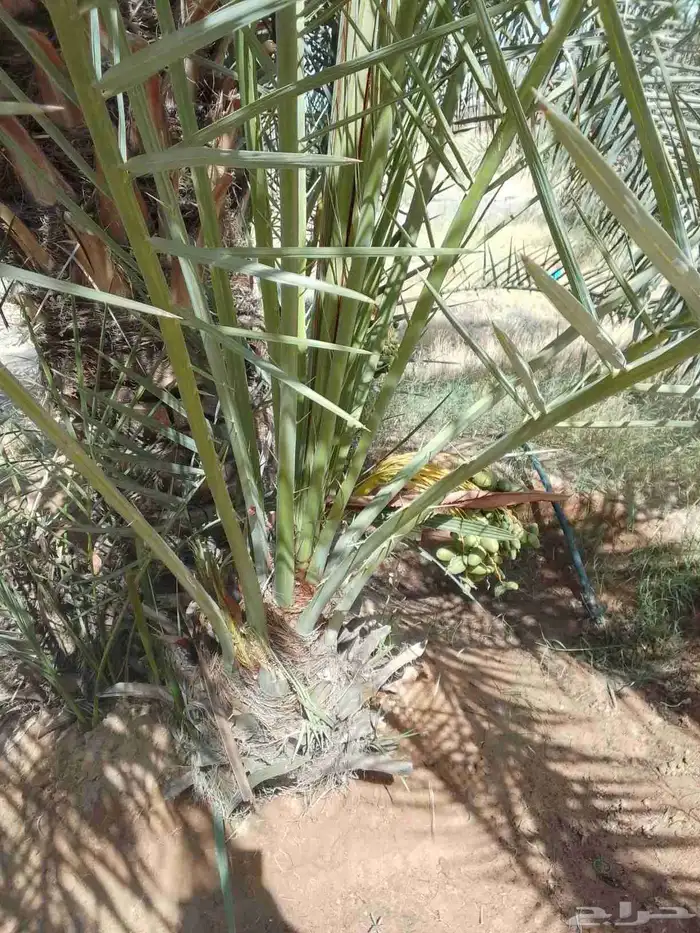 جثايث وفسايل وفراخه 1