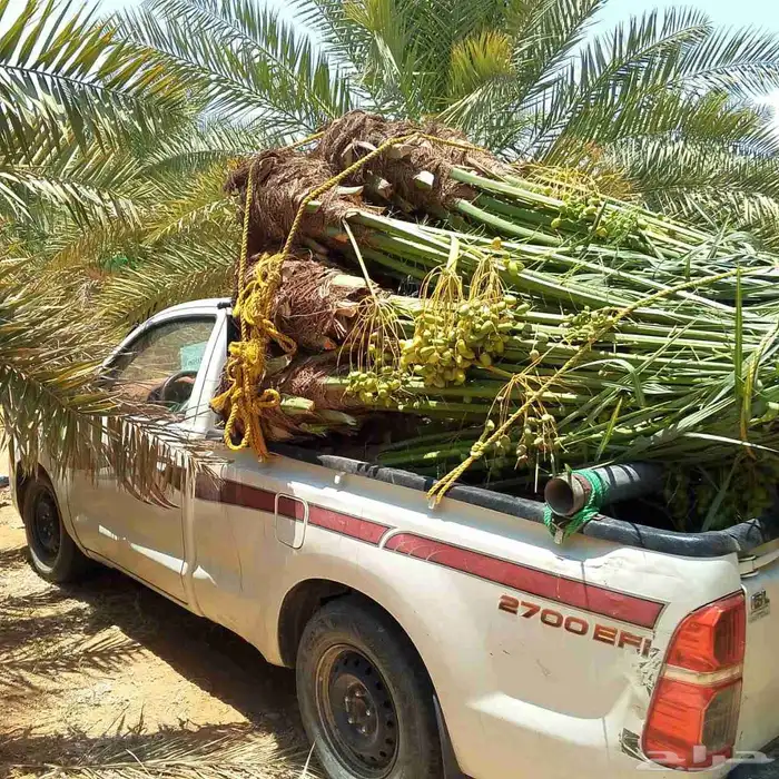 نخيل البيع متوفر في الدوادمي ماسل مصدة عرجا الجمش 0