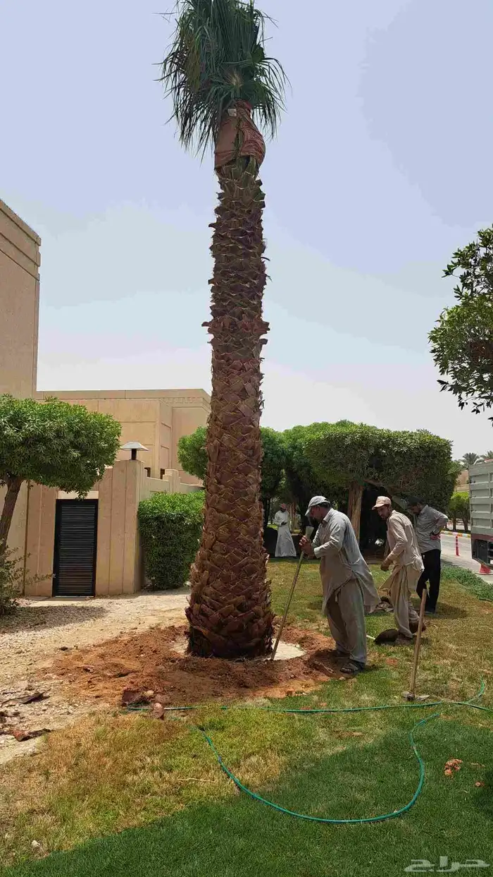 نخل واشنطونيا واشنطن ونخل بلدي 2