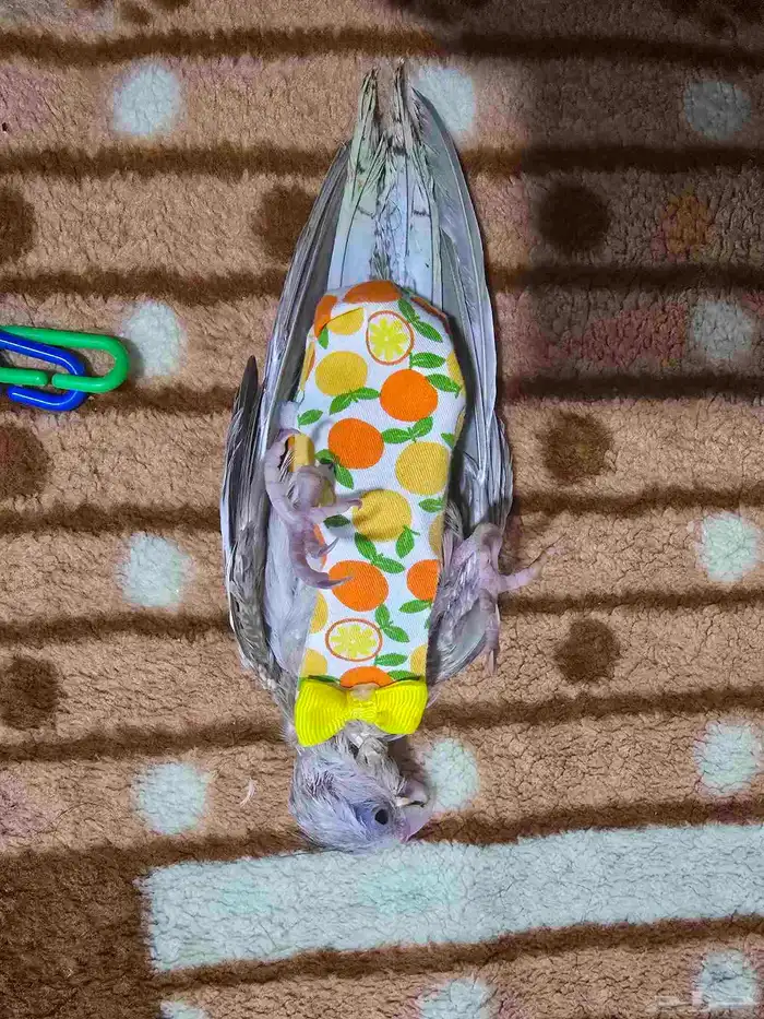 فرخ كروان 2