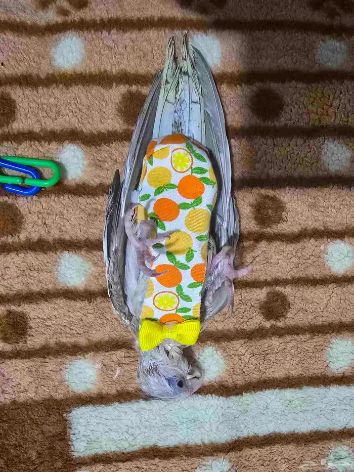 فرخ كروان 0